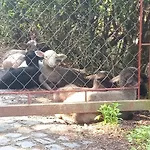 Vendeghaz A Csabay Kuriahoz בית הארחה