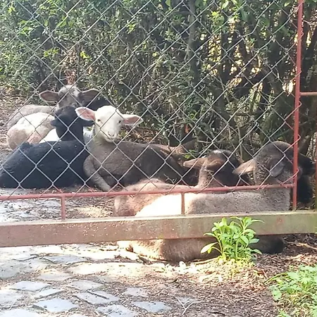 Vendeghaz A Csabay Kuriahoz Pensiune
